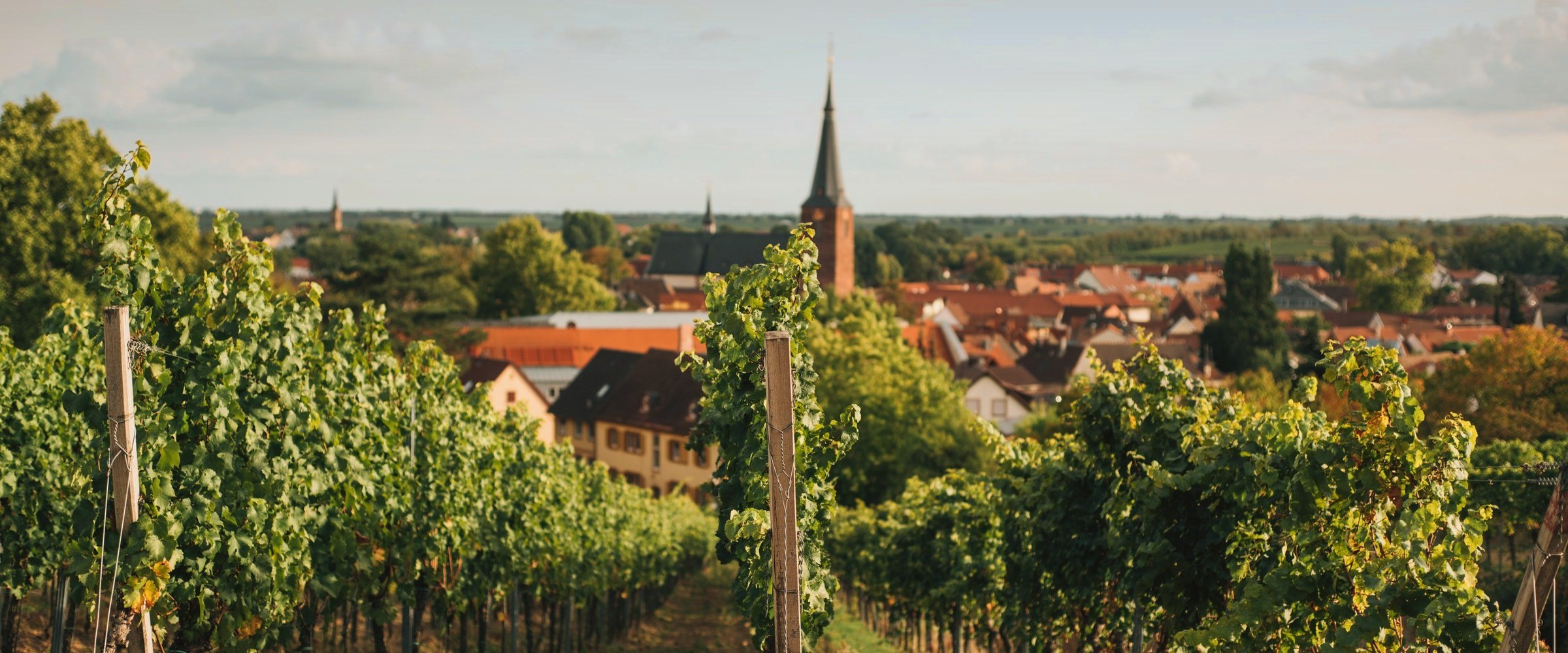 Pfälzer Weinberge und Weindorf an der Deutschen Weinstraße